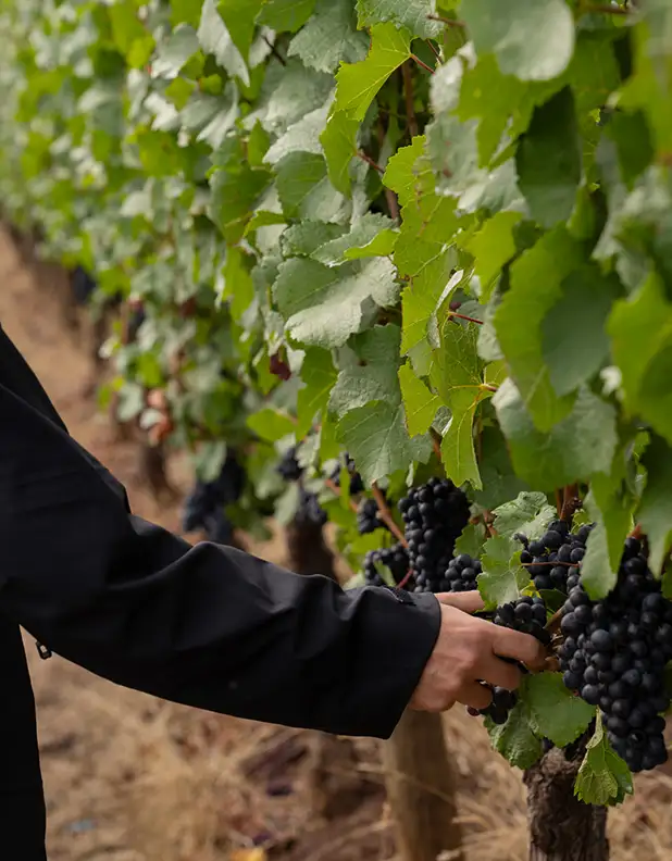 Home-Slider-Winemakers-Journal-3_618x792