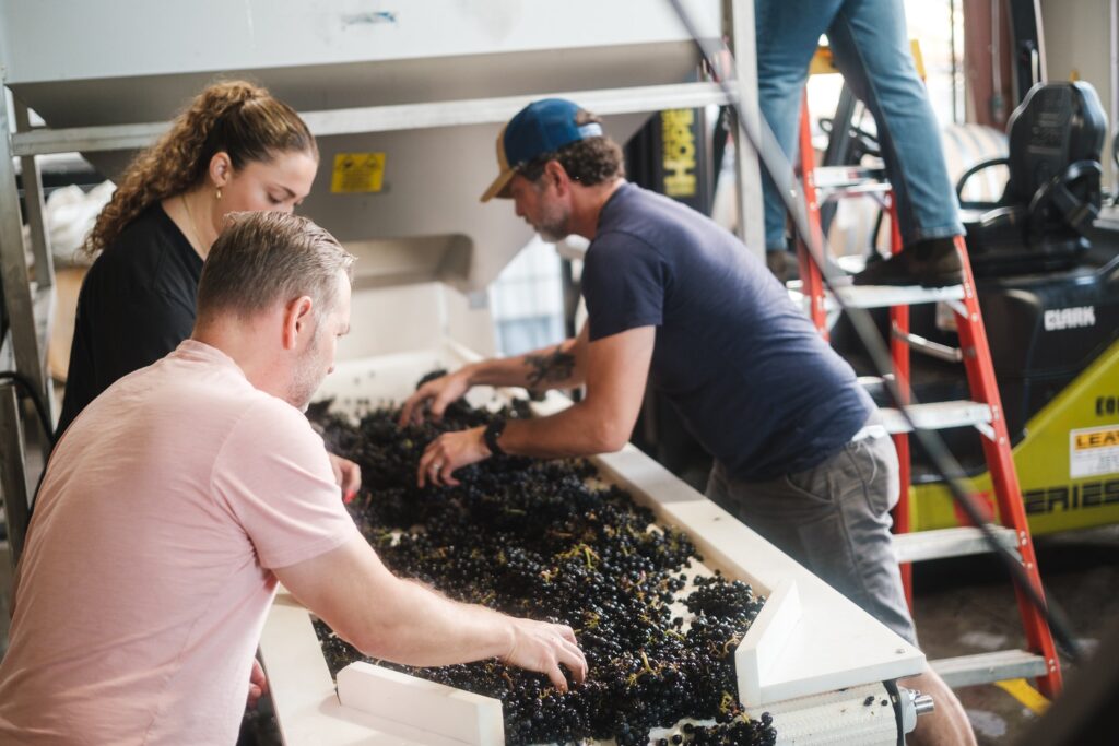 Ricochet_2BHarvest-sorting_2Bfruit