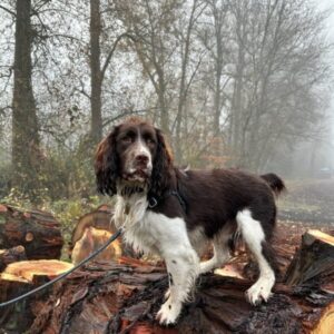 Filson